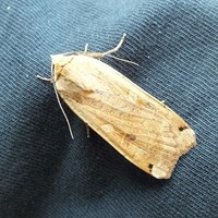 Noctua orbona on RikenMon's Nature.Guide