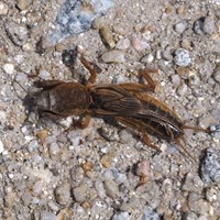 Gryllotalpa gryllotalpa on RikenMon's Nature.Guide