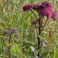 Sedum telephium on RikenMon's Nature.Guide
