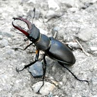 Lucanus cervus on RikenMon's Nature.Guide
