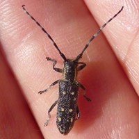 Saperda populnea on RikenMon's Nature.Guide