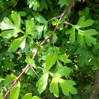 Crataegus monogyna on RikenMon's Nature.Guide