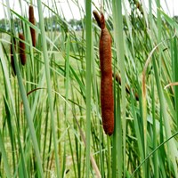 Typha latifolia on RikenMon's Nature.Guide