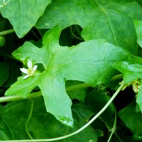 Bryonia dioica on RikenMon's Nature.Guide