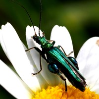 Oedemera nobilis on RikenMon's Nature.Guide