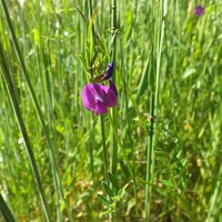 Vicia sativa on RikenMon's Nature.Guide