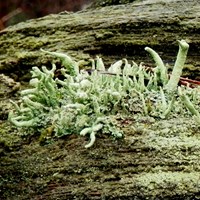 Cladonia coniocraea on RikenMon's Nature.Guide