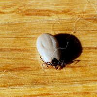 Ixodes ricinus on RikenMon's Nature.Guide