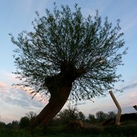 Salix fragilis on RikenMon's Nature.Guide