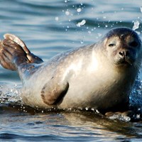 Phoca vitulina on RikenMon's Nature.Guide