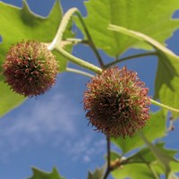 Platanus x hispanica on RikenMon's Nature.Guide