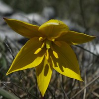 Tulipa sylvestris on RikenMon's Nature.Guide