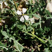 Eruca vesicaria on RikenMon's Nature.Guide
