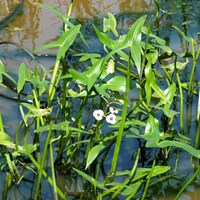 Sagittaria sagittifolia on RikenMon's Nature.Guide