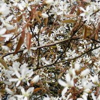 Amelanchier lamarckii on RikenMon's Nature.Guide
