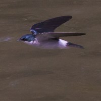Tachycineta albilinea on RikenMon's Nature.Guide