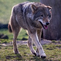 Canis lupus on RikenMon's Nature.Guide