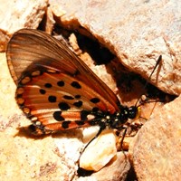 Acraea horta on RikenMon's Nature.Guide