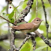 Sylvia borin on RikenMon's Nature.Guide