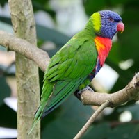 Trichoglossus moluccanus on RikenMon's Nature.Guide