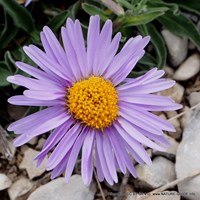Aster alpinus on RikenMon's Nature.Guide