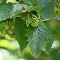 Alnus incana on RikenMon's Nature.Guide