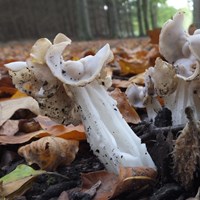 Helvella crispa on RikenMon's Nature.Guide