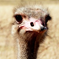 Struthio camelus on RikenMon's Nature.Guide