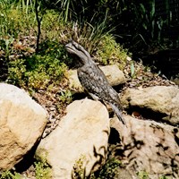 Podargus ocellatus on RikenMon's Nature.Guide
