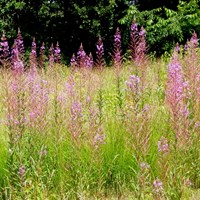 Epilobium angustifolium on RikenMon's Nature.Guide