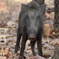Sus scrofa on RikenMon's Nature.Guide
