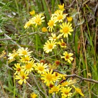 Jacobaea erucifolia on RikenMon's Nature.Guide