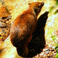 Procavia capensis on RikenMon's Nature.Guide