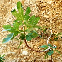 Ficus carica on RikenMon's Nature.Guide