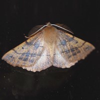 Colotois pennaria on RikenMon's Nature.Guide