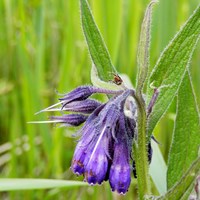 Symphytum officinale on RikenMon's Nature.Guide