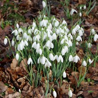 Galanthus nivalis on RikenMon's Nature.Guide