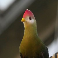Tauraco erythrolophus on RikenMon's Nature.Guide
