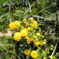 Acacia karroo  on RikenMon's Nature.Guide