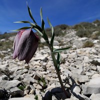 Fritillaria tubiformis on RikenMon's Nature.Guide