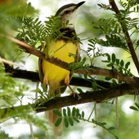 Prinia flavicans on RikenMon's Nature.Guide