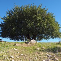 Ceratonia siliqua on RikenMon's Nature.Guide