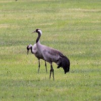 Grus grus on RikenMon's Nature.Guide