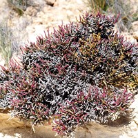 Sarcocornia fruticosa on RikenMon's Nature.Guide