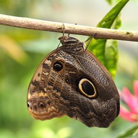 Caligo memnon on RikenMon's Nature.Guide