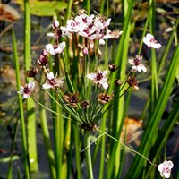 Butomus umbellatus on RikenMon's Nature.Guide