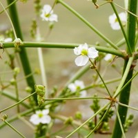 Alisma plantago-aquatica on RikenMon's Nature.Guide