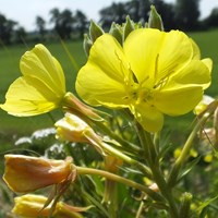 Oenothera biennis on RikenMon's Nature.Guide
