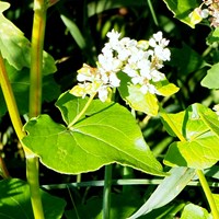 Fagopyrum esculentum on RikenMon's Nature.Guide
