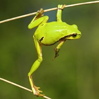 Hyla arborea on RikenMon's Nature.Guide